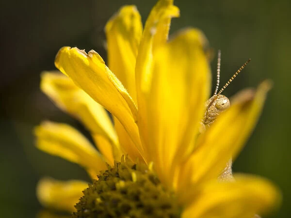 Grasshopper behind sunflower, Pawhuska Prairie, Lamar, Missouri