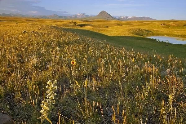 Grasslands along the Rocky Mountain Front near Augusta Montana at first light