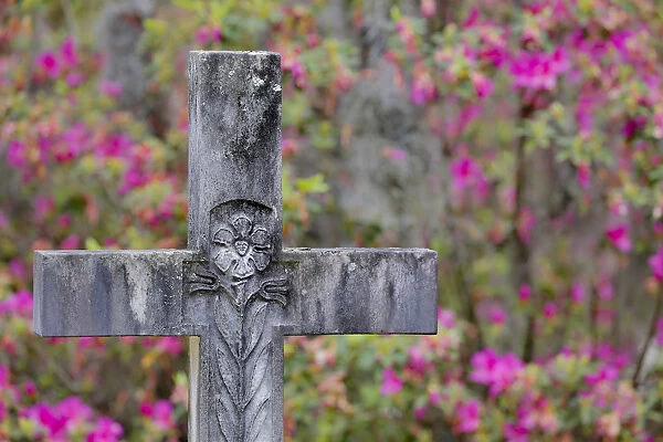 Grave stones and springtime bloom of azeleas Bonaventure Cemetery, Savannah Georiga