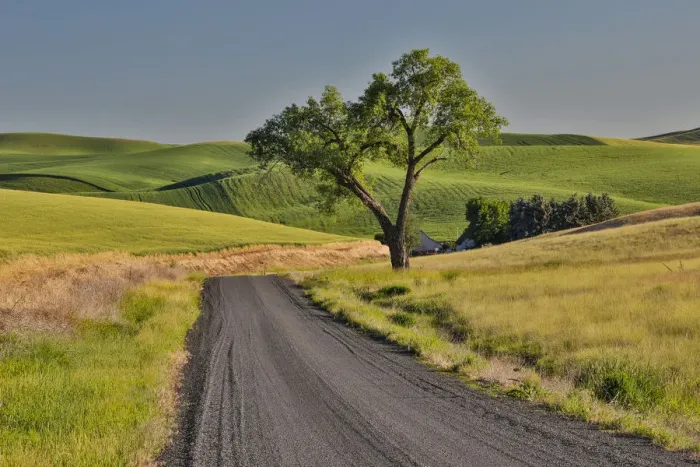 Framed Print : Gravel road and lone tree Palouse Country Eastern Washington