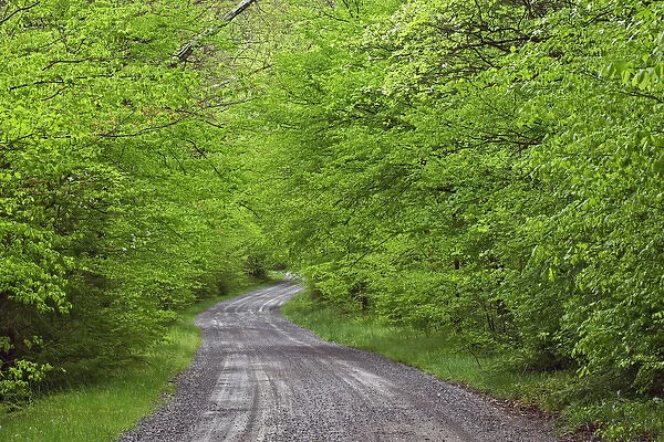 Gravel road to Tremont, Walker Valley, Great Smoky Mountains National Park, TN
