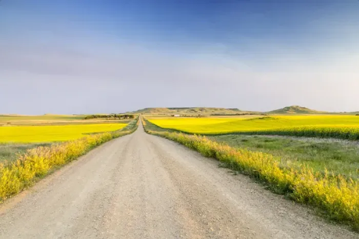 Framed Print : Gravel road to West Rainy Butte and flowering canola near New England, North Dakota, USA Framed Print : Gravel road to West Rainy Butte and flowering canola near New England, North Dakota, USA