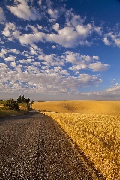 Gravel road winds along ripe wheat fields, near Kendrick, Idaho, USA