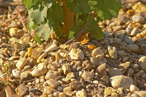 The gravelly pebbly and sandy soil, typical of Medoc - Chateau Belgrave, Haut-Medoc