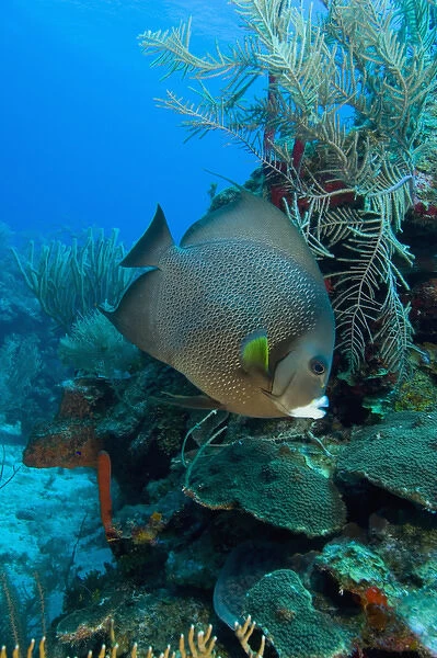 Gray Angelfish (Pomacanthus arcuatus) Hol Chan Marine Preserve, Belize Barrier Reef