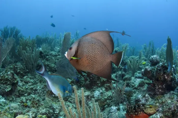 Framed Print : Gray Angelfish (Pomacanthus arcuatus), Hol Chan Marine Reserve, Belize, Central America