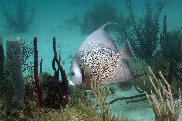 Gray Angelfish (Pomacanthus arcuatus) Coral Reef Island, Belize Barrier Reef. Second
