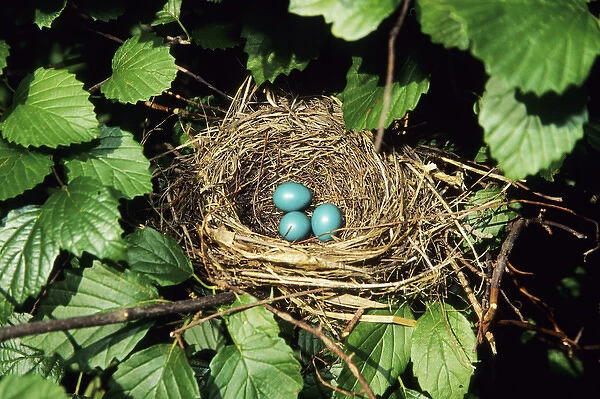 Gray Catbird (Dumetella carolinensis) nest with 3 eggs in Arrowwood Viburnum (Viburnum dentatum)