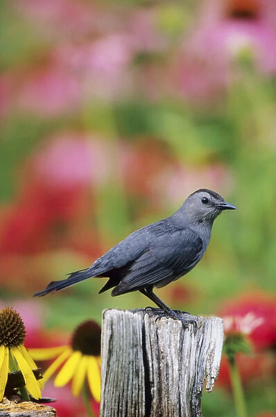 Gray Catbird (Dumetella carolinensis) on fence post near flower garden, Marion Co. IL