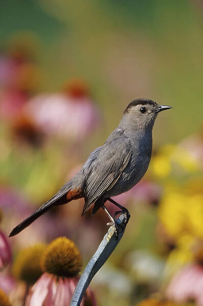 Gray Catbird (Dumetella carolinensis) in flower garden, Marion Co. IL