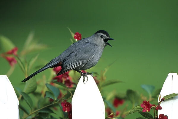 Gray Catbird (Dumetella carolinensis) singing on picket fence near Red Prince Weigela