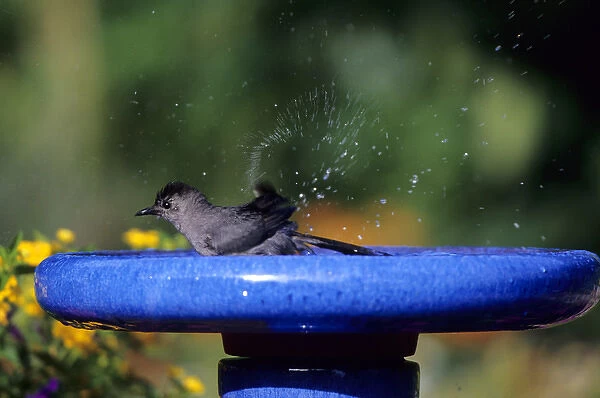 Gray Catbird (Dumetella carolinensis) bathing in bird bath near flower garden Marion Co