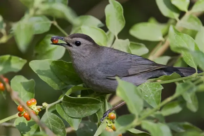 Framed Print : Gray Catbird (Dumetella carolinensis) feeding Framed Print : Gray Catbird (Dumetella carolinensis) feeding