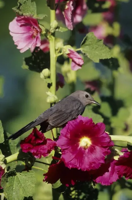 Framed Print : Gray Catbird (Dumetella carolinensis) on Hollyhock (Alcea rosea), Marion Co. IL