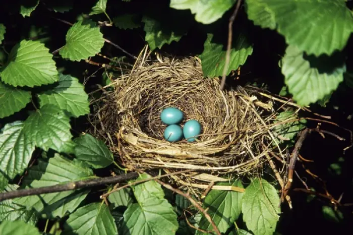 Framed Print : Gray Catbird (Dumetella carolinensis) nest with 3 eggs in Arrowwood Viburnum (Viburnum dentatum)