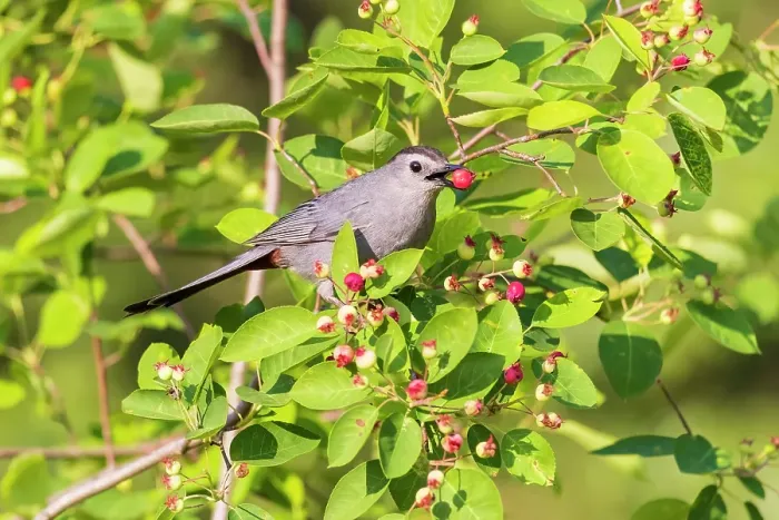 Framed Print : Gray catbird eating serviceberry, Marion County, Illinois Framed Print : Gray catbird eating serviceberry, Marion County, Illinois