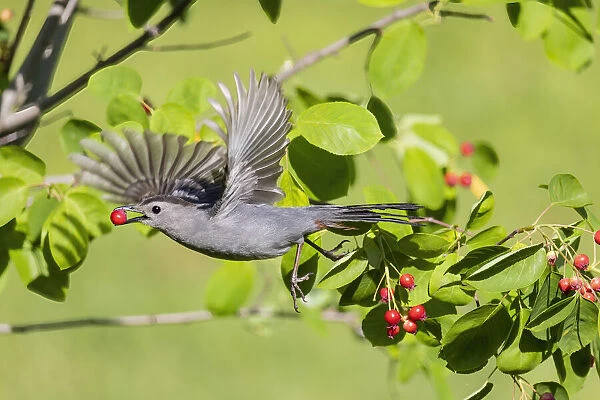 Gray catbird leaving serviceberry bush with berry, Marion County, Illinois