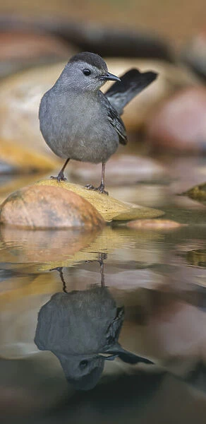 Gray catbird reflecting on small pond in the desert, Rio Grande Valley, Texas