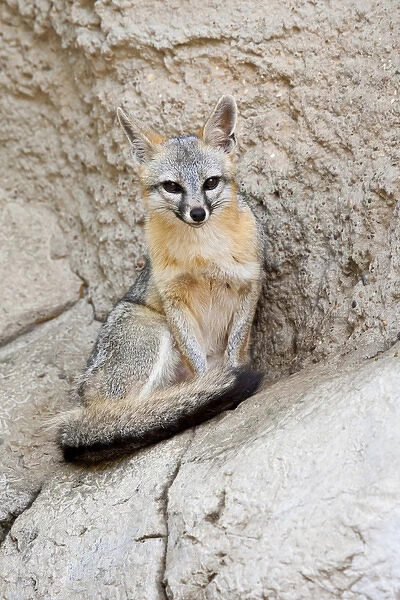 Gray Fox (Urocyon cinereoargenteus) resting again stone ledge, Texas