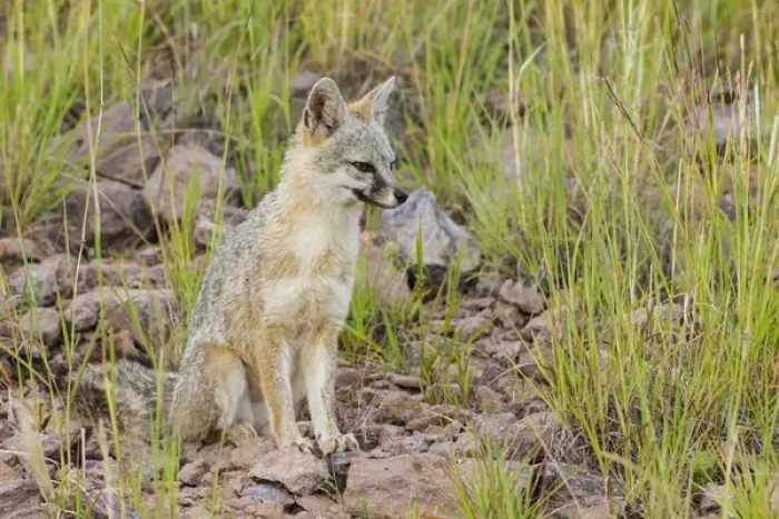 Framed Print : Gray Fox (Urocyon cinereoargenteus) adult on hillside
