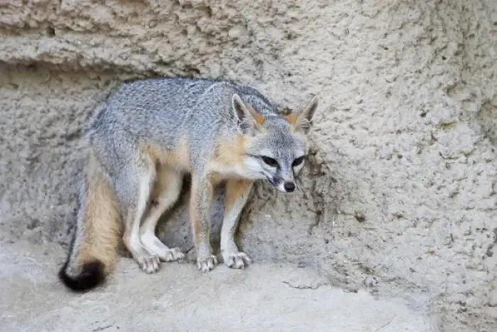 Framed Print : Gray Fox (Urocyon cinereoargenteus) resting again stone ledge, Texas
