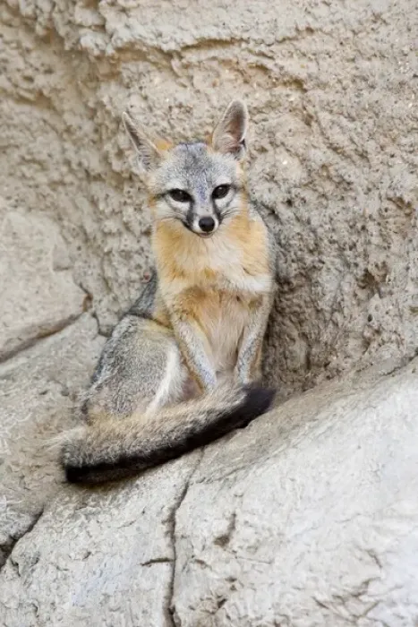 Framed Print : Gray Fox (Urocyon cinereoargenteus) resting again stone ledge, Texas