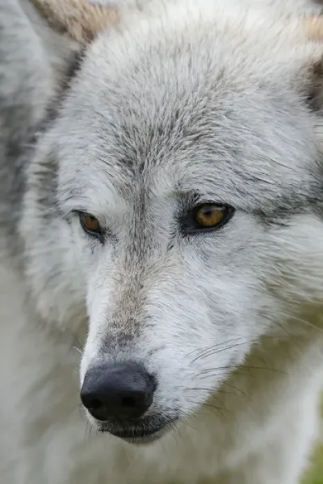 Framed Print : Gray  /  Grey Wolf, Canis lupus, West Yellowstone, Montana, controlled, (MR)