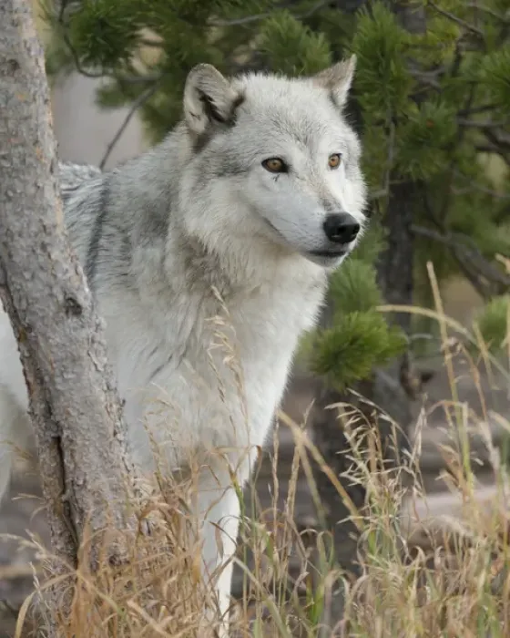 Framed Print : Gray / Grey Wolf, Canis lupus, West Yellowstone, Montana, controlled, (MR) Framed Print : Gray / Grey Wolf, Canis lupus, West Yellowstone, Montana, controlled, (MR)