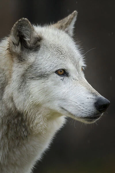 Gray  /  Grey Wolf, Canis lupus, West Yellowstone, Montana, controlled, (MR)
