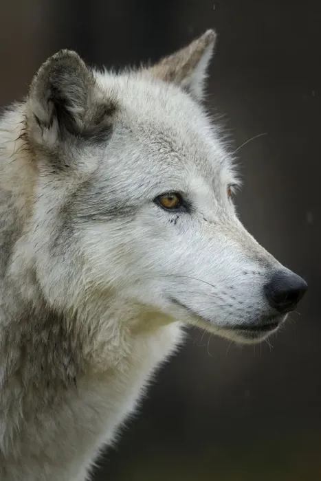 Framed Print : Gray  /  Grey Wolf, Canis lupus, West Yellowstone, Montana, controlled, (MR)