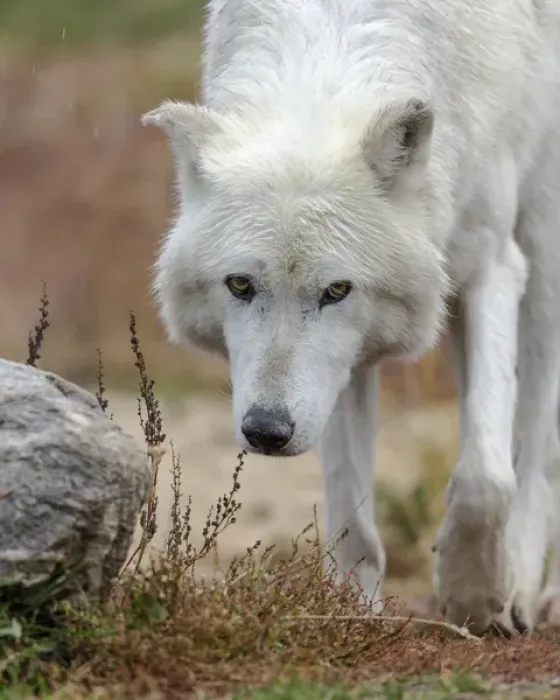 Framed Print : Gray / Grey Wolf during a rain storm, Canis lupus, West Yellowstone, Montana, controlled Framed Print : Gray / Grey Wolf during a rain storm, Canis lupus, West Yellowstone, Montana, controlled
