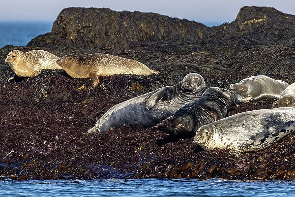 Gray seals on Gull Island off the coast of Maine, USA