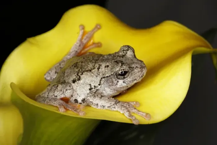 Framed Print : Gray Tree Frog, Kentucky, Hyla versicolor Framed Print : Gray Tree Frog, Kentucky, Hyla versicolor