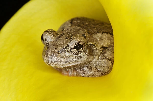 Gray Tree Frog, Kentucky, Hyla versicolor