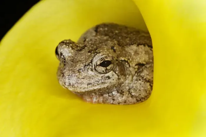 Framed Print : Gray Tree Frog, Kentucky, Hyla versicolor Framed Print : Gray Tree Frog, Kentucky, Hyla versicolor