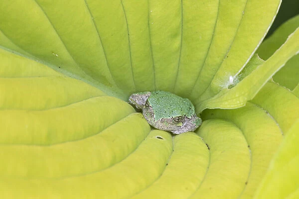 Gray Treefrog (Hyla versicolor) in hosta leaf, Marion County, Illinois