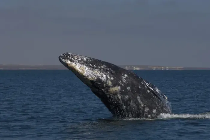 Framed Print : gray whale, Eschrichtius robustus, in Scammons Lagoon, Guerrero Negro, Baja California