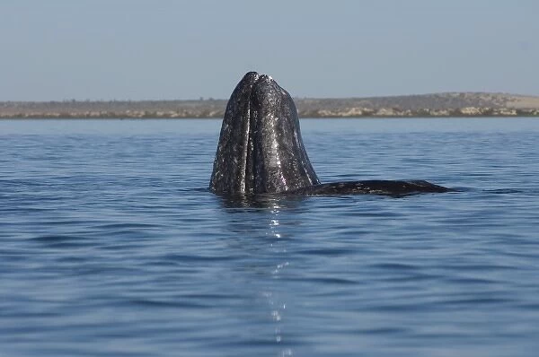gray whale, Eschrichtius robustus, spyhopping in Scammons Lagoon, Guerrero Negro