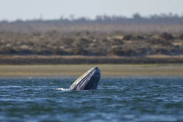 gray whale, Eschrichtius robustus, breaching in Scammons Lagoon, Guerrero Negro