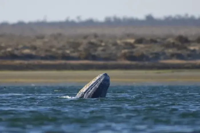 Framed Print : gray whale, Eschrichtius robustus, breaching in Scammons Lagoon, Guerrero Negro Framed Print : gray whale, Eschrichtius robustus, breaching in Scammons Lagoon, Guerrero Negro