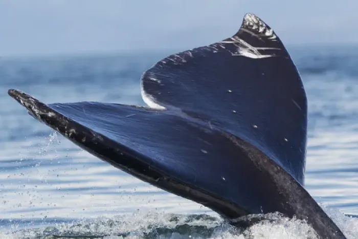 Framed Print : Gray Whale Tail