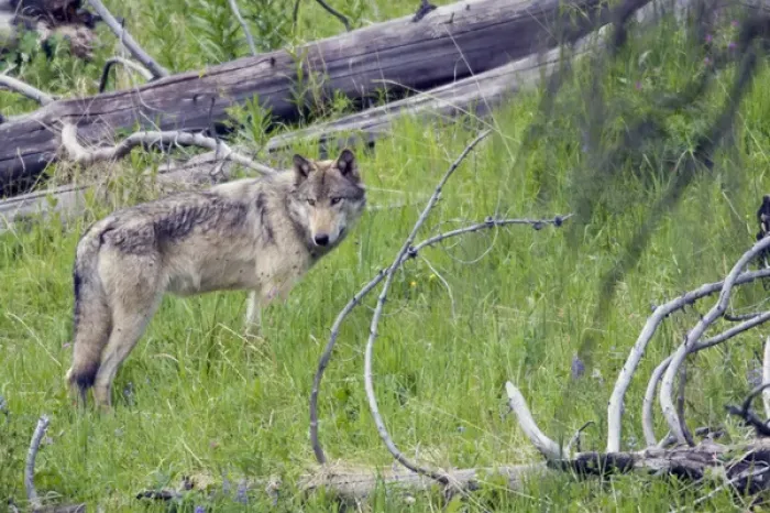 Framed Print : Gray Wolf Framed Print : Gray Wolf