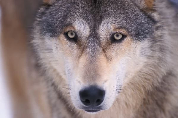 gray wolf, Canis lupus, close up of eyes in the foothills of the Takshanuk mountains