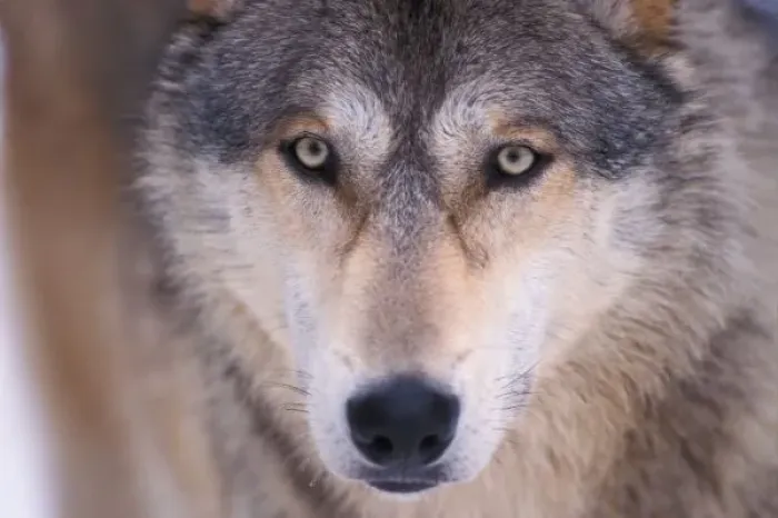 Framed Print : gray wolf, Canis lupus, close up of eyes in the foothills of the Takshanuk mountains Framed Print : gray wolf, Canis lupus, close up of eyes in the foothills of the Takshanuk mountains
