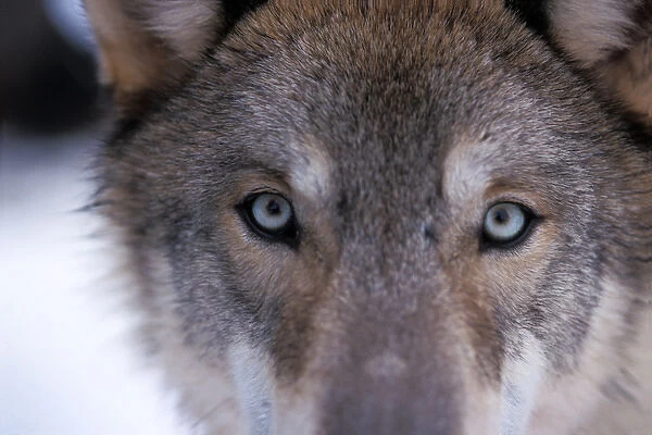 gray wolf, Canis lupus, eyes close up in the foothills of the Takshanuk mountains