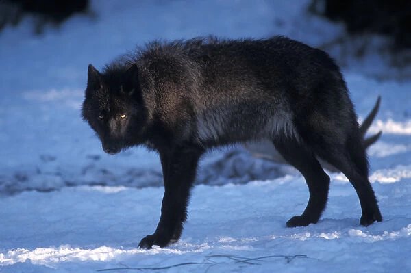 gray wolf, Canis lupus, female with a black coat in the foothills of the Takshanuk mountains