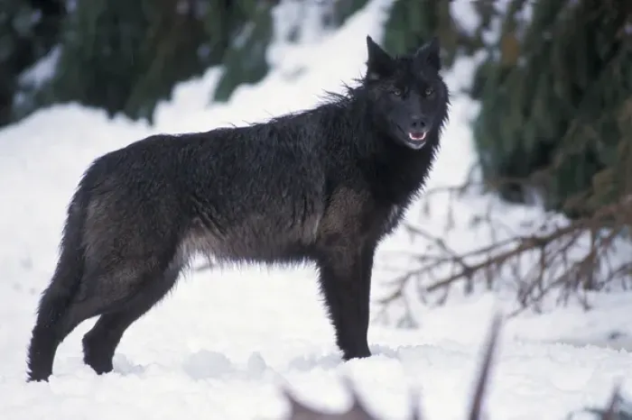 Framed Print : gray wolf, Canis lupus, female with a black coat in the foothills of the Takshanuk mountains Framed Print : gray wolf, Canis lupus, female with a black coat in the foothills of the Takshanuk mountains