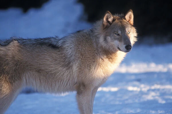 gray wolf, Canis lupus, in the foothills of the Takshanuk mountains, northern southeast