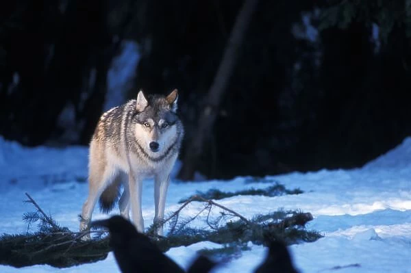 gray wolf, Canis lupus, in the foothills of the Takshanuk mountains, northern southeast