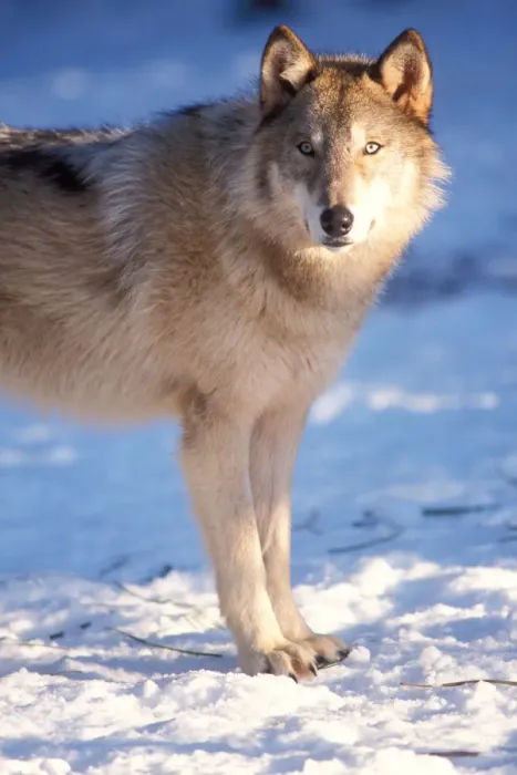 Framed Print : gray wolf, Canis lupus, in the foothills of the Takshanuk mountains, northern southeast